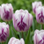 Tulpe ‚Flaming Flag' – Tulipa – 15 Stück