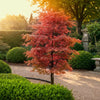 Fächerahorn ‚Beni-maiko' – Acer palmatum – Ansicht 5
