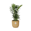 Bergpalme – Chamaedorea elegans