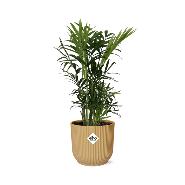 Bergpalme – Chamaedorea elegans
