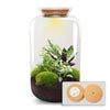 Flaschengarten-Set „Botanical Sven XL“ – DIY-Terrarium mit Licht