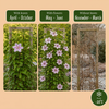 Waldrebe ‚Nelly Moser' – Clematis – Ansicht 5