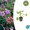 Balkan-Storchschnabel ‚Ingwersen's Variety' – Geranium macrorrhizum – Ø 9 cm · 10–25 cm, 6 Stück