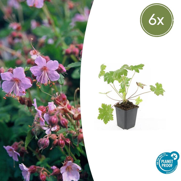 Balkan-Storchschnabel ‚Ingwersen's Variety' – Geranium macrorrhizum – Ø 9 cm · 10–25 cm, 6 Stück