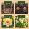 Gefüllte Narzisse ‚Double Mix' – Narcissus – Ansicht 4