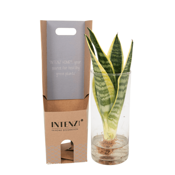 Bogenhanf im Glas – Sansevieria
