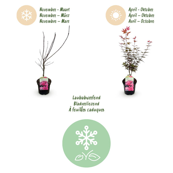 Japanischer Ahorn ‚Skeeter's Broom' – Acer palmatum – Ansicht 4