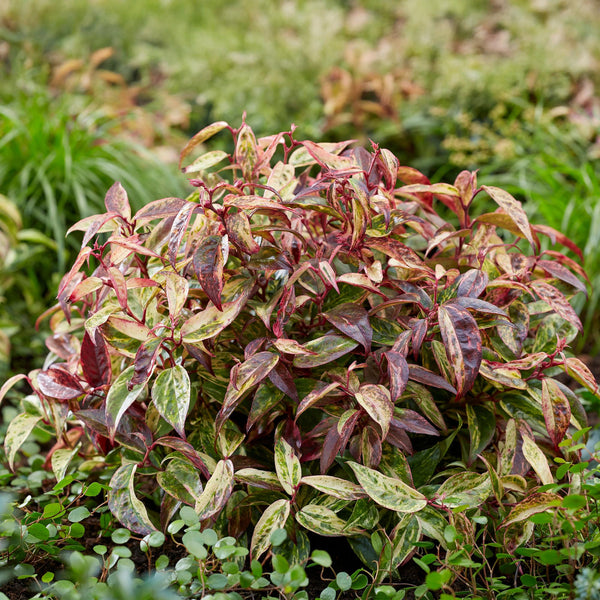 Traubenheide ‚Makijaz' – Leucothoe fontanesiana – Ansicht 4