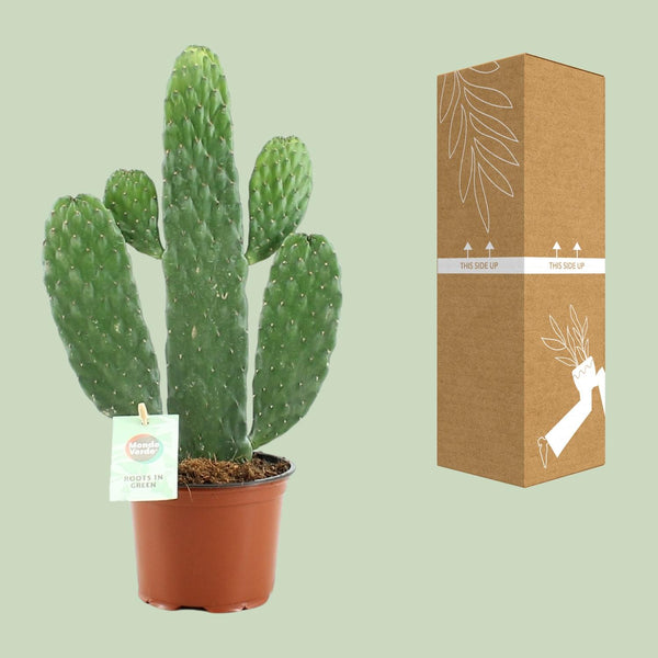 Opuntie – Consolea rubescens – Ansicht 3