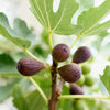 Feige ‚Little Miss Figgy' – Ficus carica – Ansicht 6