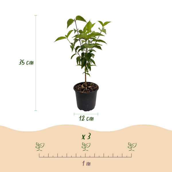 Chinesischer Blumenhartriegel – Cornus kousa var. chinensis – Ansicht 3