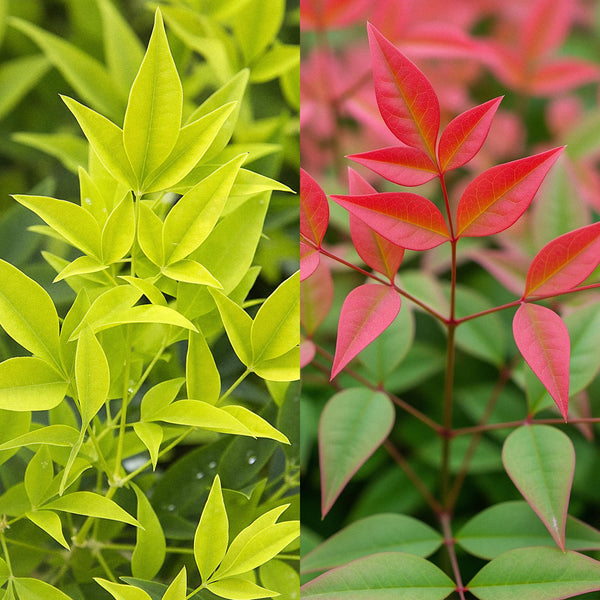 Himmelsbambus-Set „Duo" – Nandina domestica in Gelb & Rot – Ansicht 4