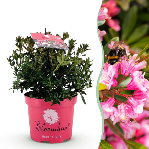 Zwerg-Rhododendron ‚Bloombux Magenta' – Rhododendron