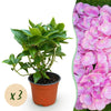 Hortensie – Hydrangea macrophylla
