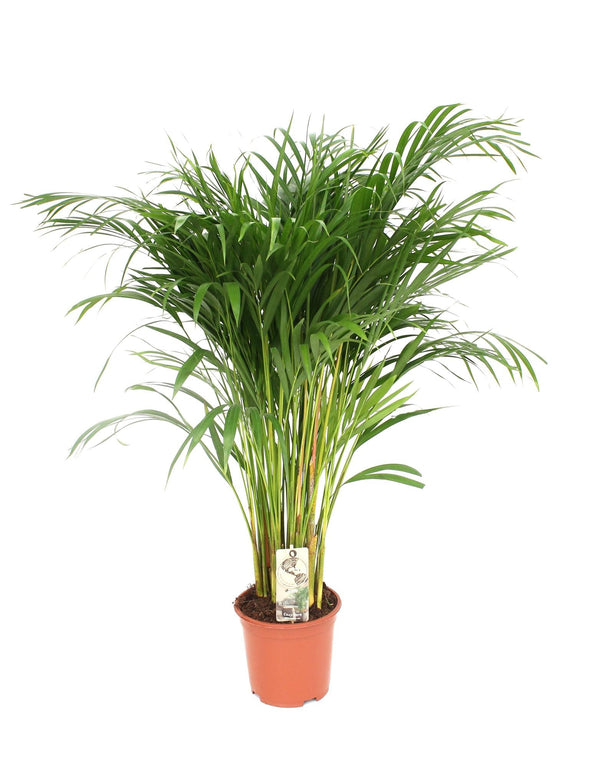 Goldfruchtpalme – Dypsis lutescens