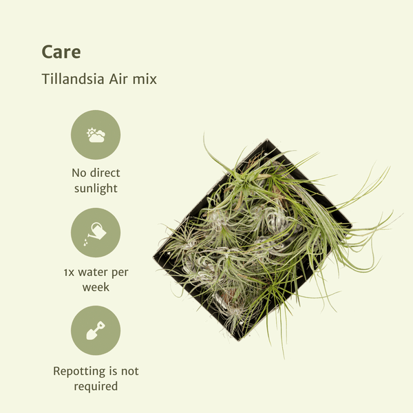 Luftpflanzen-Set „Air Mix – Ansicht 5
