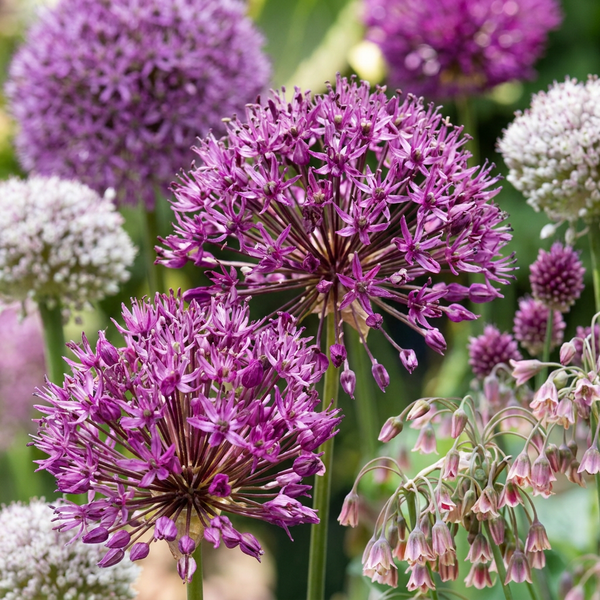 Zierlauch-Set „Bulb Garden Allium" – verschiedene Allium-Arten