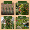 Japanisches Geißblatt ‚Red World' – Lonicera japonica – Ansicht 5