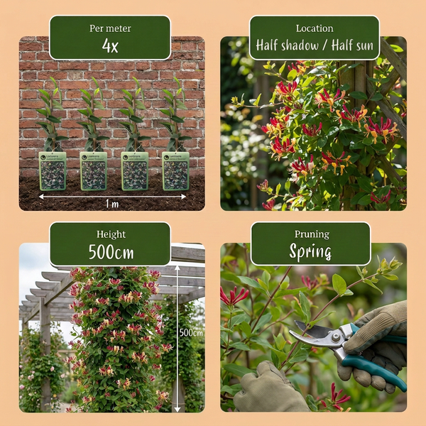 Japanisches Geißblatt ‚Red World' – Lonicera japonica – Ansicht 5