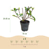 Rispenhortensie ‚Living Little Rosy' – Hydrangea paniculata – Ansicht 3