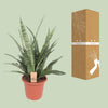 Bogenhanf ‚Diamond Green' – Sansevieria – Ansicht 3