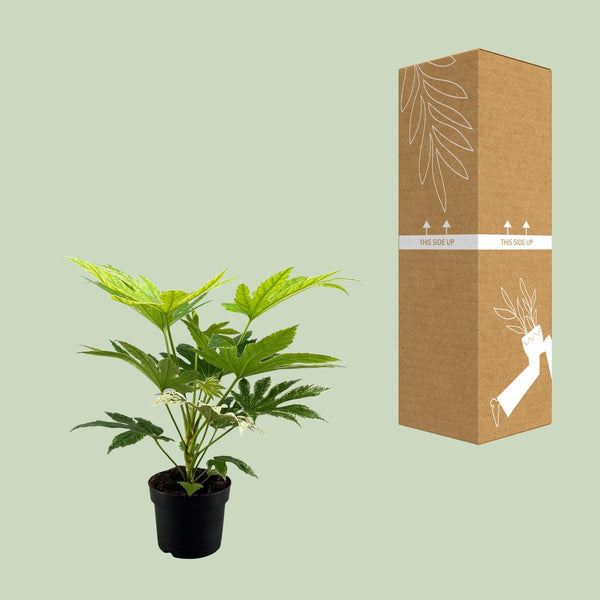 Zimmeraralie ‚Spider Web' – Fatsia japonica