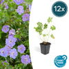 Storchschnabel ‚Rozanne' – Geranium