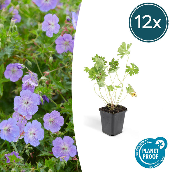 Storchschnabel ‚Rozanne' – Geranium