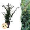 Eibe – Taxus baccata