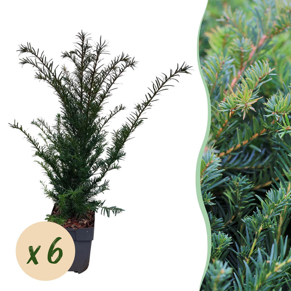 Eibe – Taxus baccata