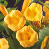 Trompetenblume ‚Flava' – Campsis radicans – Ansicht 4
