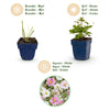 Herbst-Anemone Tricolour – Anemone hupehensis – Ansicht 4