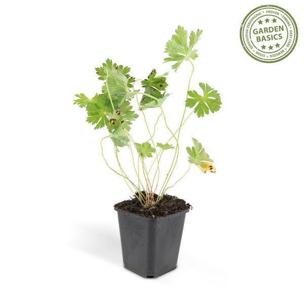 Storchschnabel ‚Rozanne' – Geranium – Ansicht 2