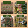 Chinesischer Wilder Wein – Parthenocissus henryana – Ansicht 5