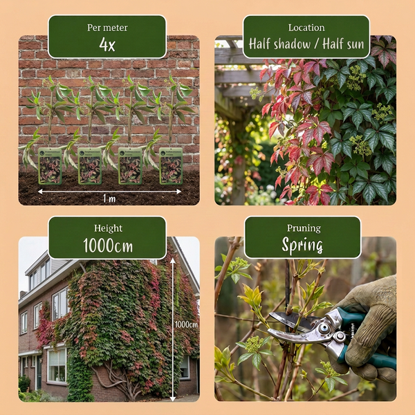 Chinesischer Wilder Wein – Parthenocissus henryana – Ansicht 5