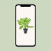 Hawaii-Palme – Brighamia insignis – Ansicht 6