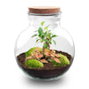 Flaschengarten-Set „Teddy Bonsai" – DIY-Terrarium mit Licht und Bonsai