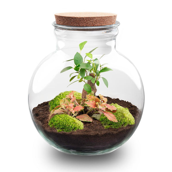 Flaschengarten-Set „Teddy Bonsai" – DIY-Terrarium mit Licht und Bonsai