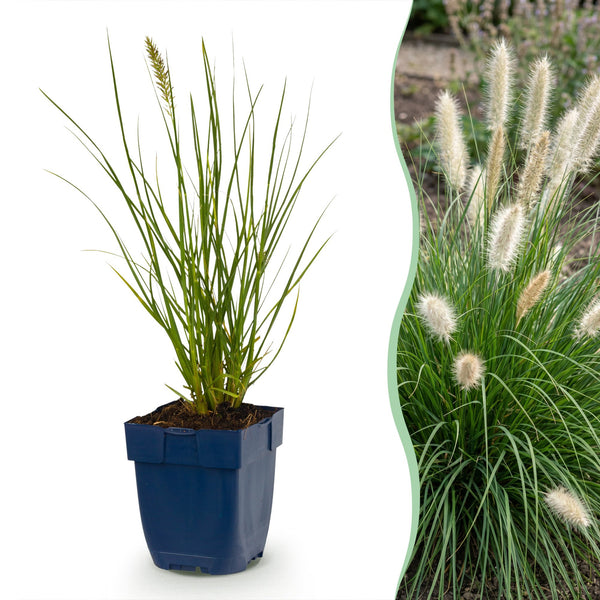 Lampenputzergras ‚Little Bunny' – Pennisetum alopecuroides
