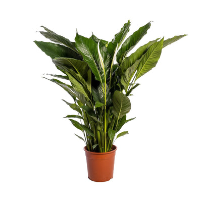 Einblatt ‚Sweet Sebastiano' – Spathiphyllum