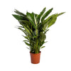 Einblatt ‚Sweet Sebastiano' – Spathiphyllum – ohne Übertopf