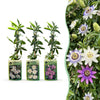 Passionsblumen-Set „Tricolour“ – 3 Passiflora-Sorten