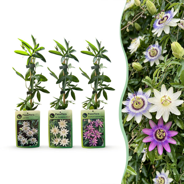 Passionsblumen-Set „Tricolour“ – 3 Passiflora-Sorten