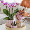 Schmetterlingsorchidee ‚Mineral Rotterdam' – Phalaenopsis – Ansicht 5