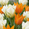 Tulpe ‚Sunbath' – Tulipa