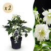 Lenzrose ‚Double Ellen White' – Helleborus orientalis