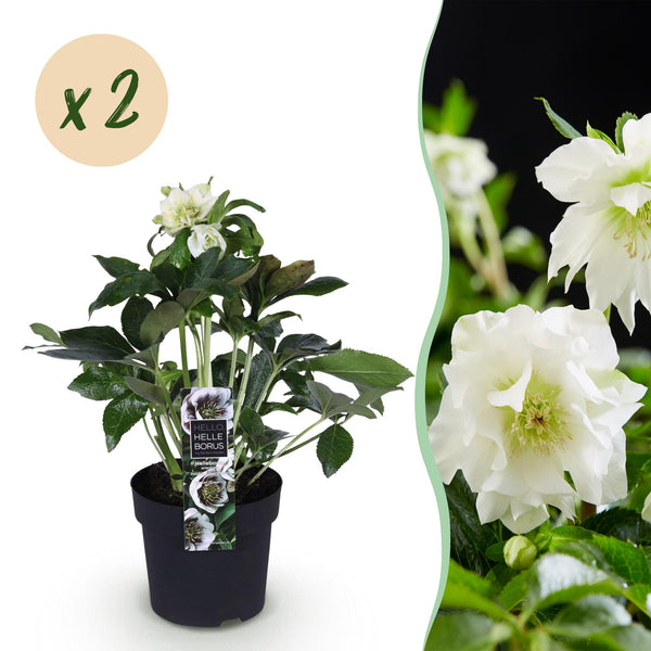 Lenzrose ‚Double Ellen White' – Helleborus orientalis