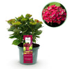 Bauernhortensie ‚Magical Tuesday & Sapphire' – Hydrangea macrophylla – 1 Stück