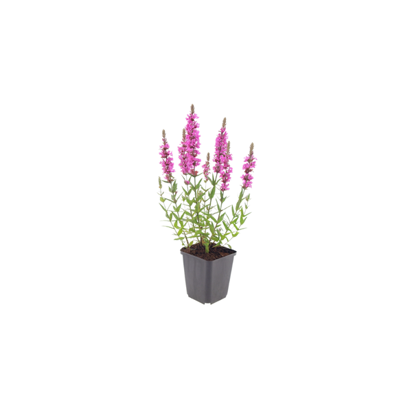 Blutweiderich – Lythrum salicaria – Ansicht 2