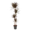 Drachenbaum ‚Magenta' – Dracaena marginata